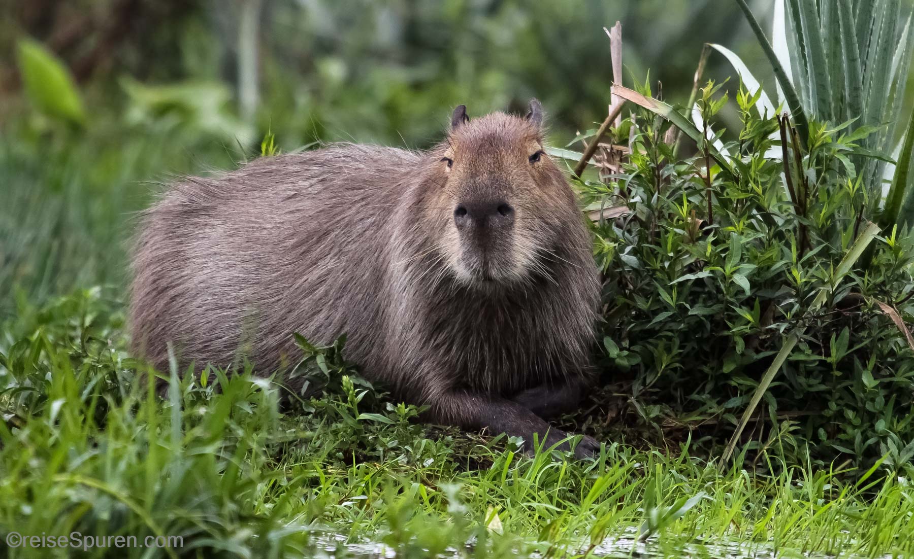 Wasserschwein