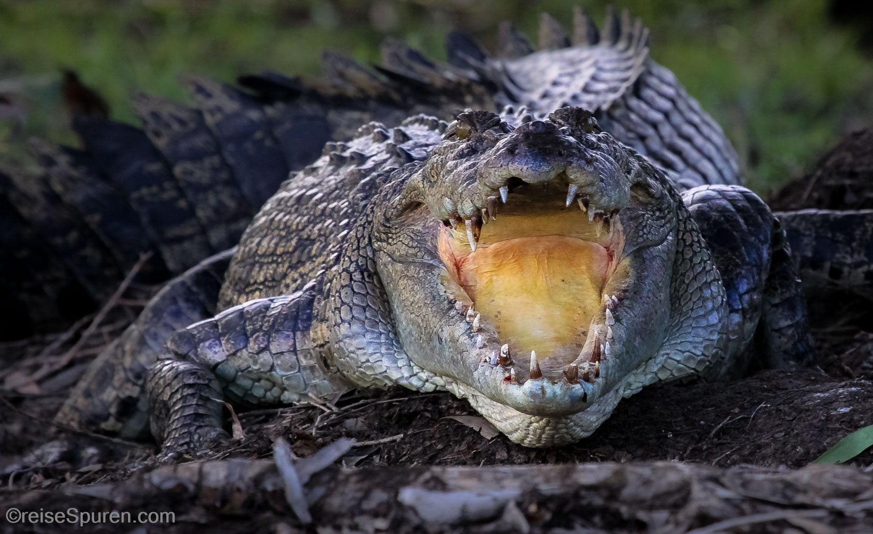 Leistenkrokodil