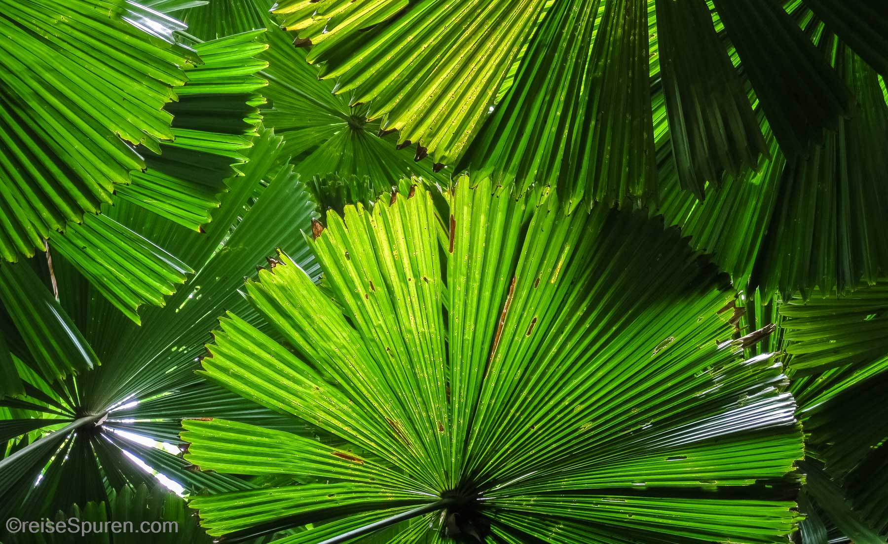 Palmenwald