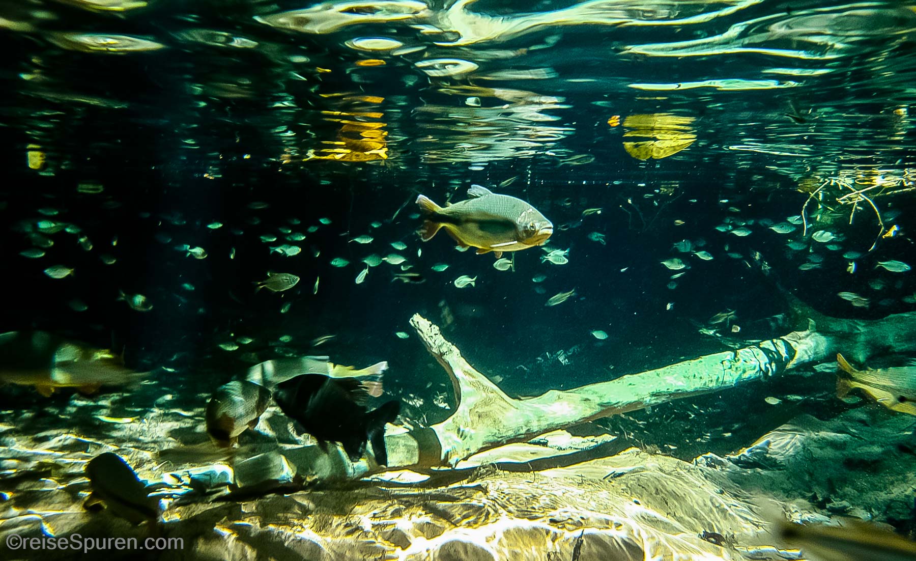 Schnorcheln im Urwaldfluss