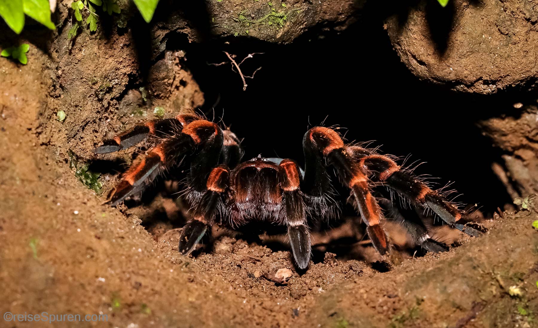 Rotbein Vogelspinne