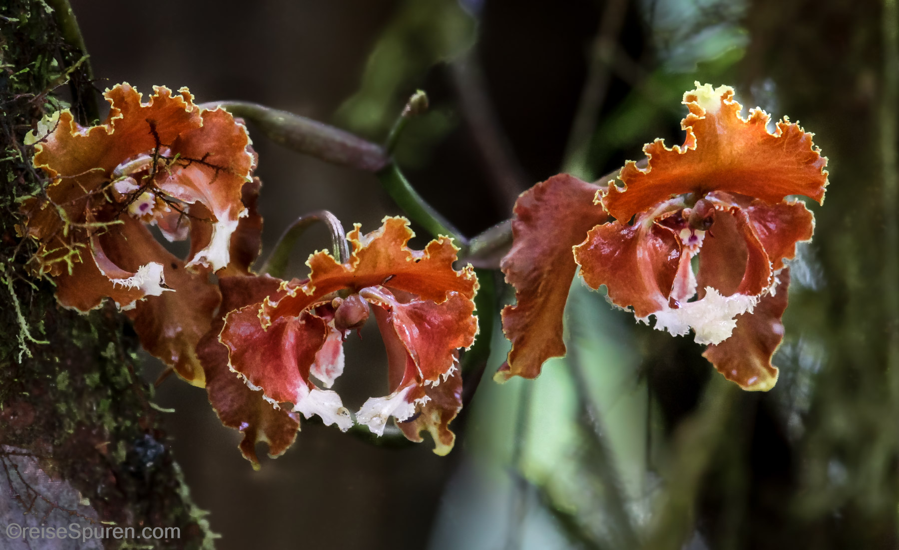 Orchidee