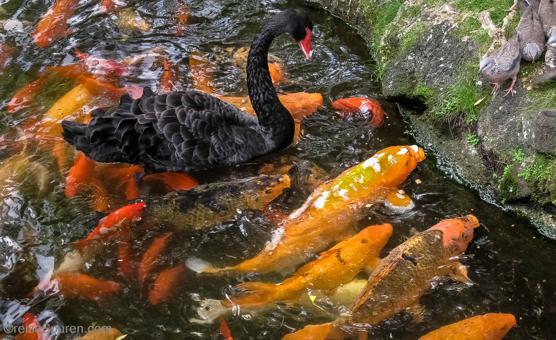 Schwarzer Schwan