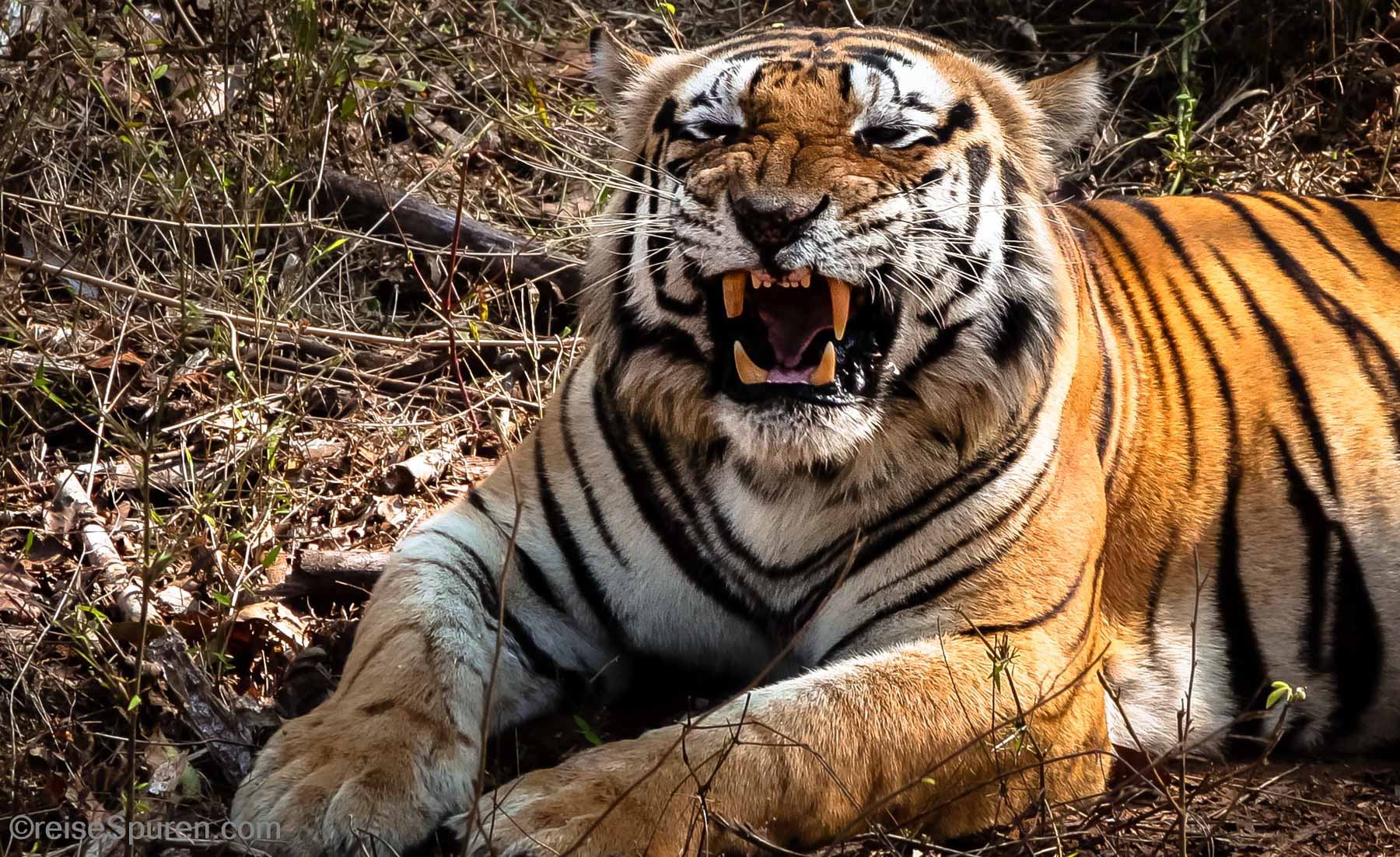 Bengal Tiger