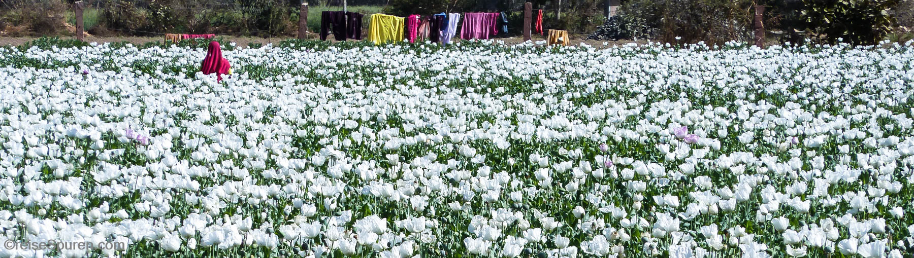 Schlafmohn