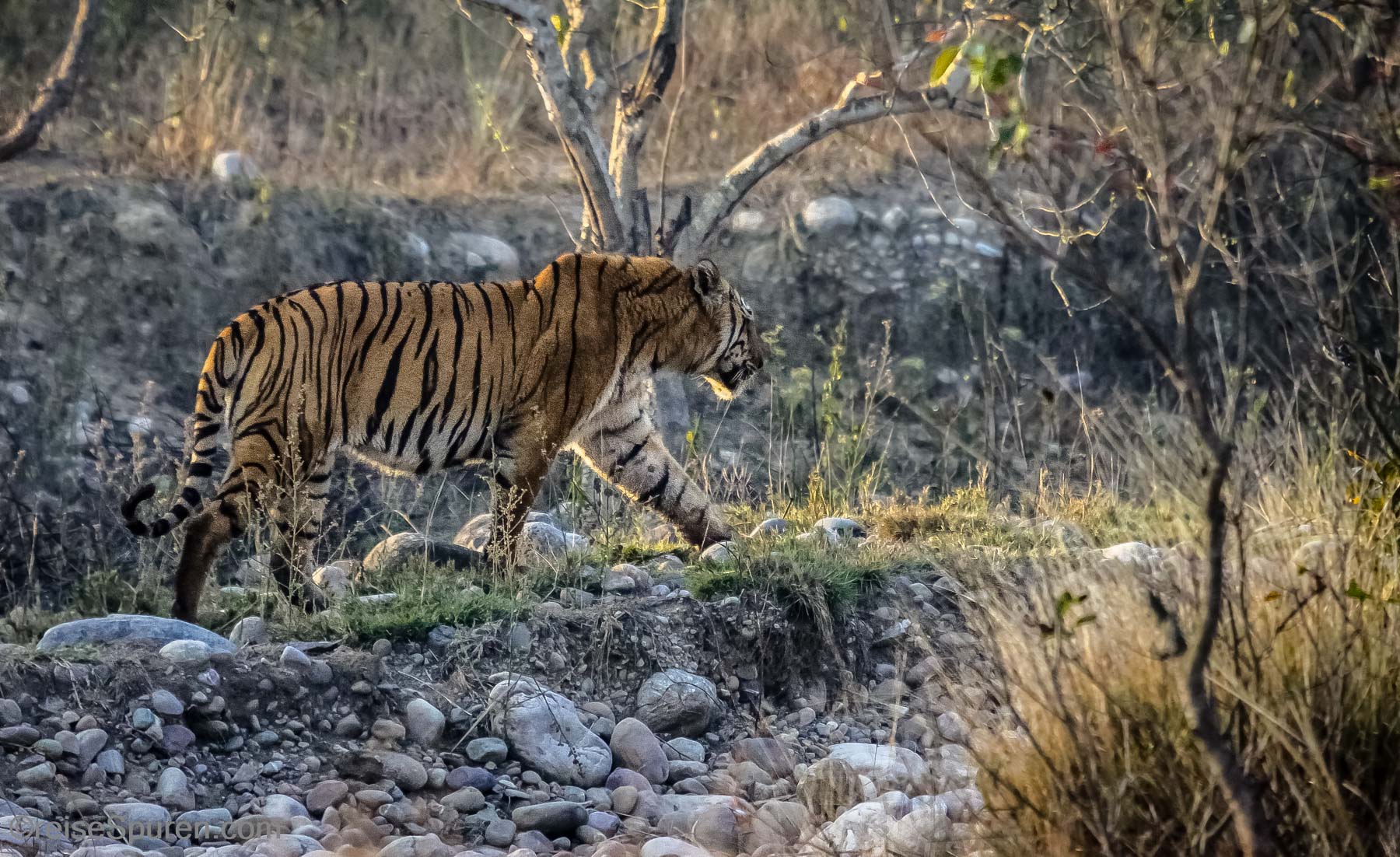 Bengal Tiger