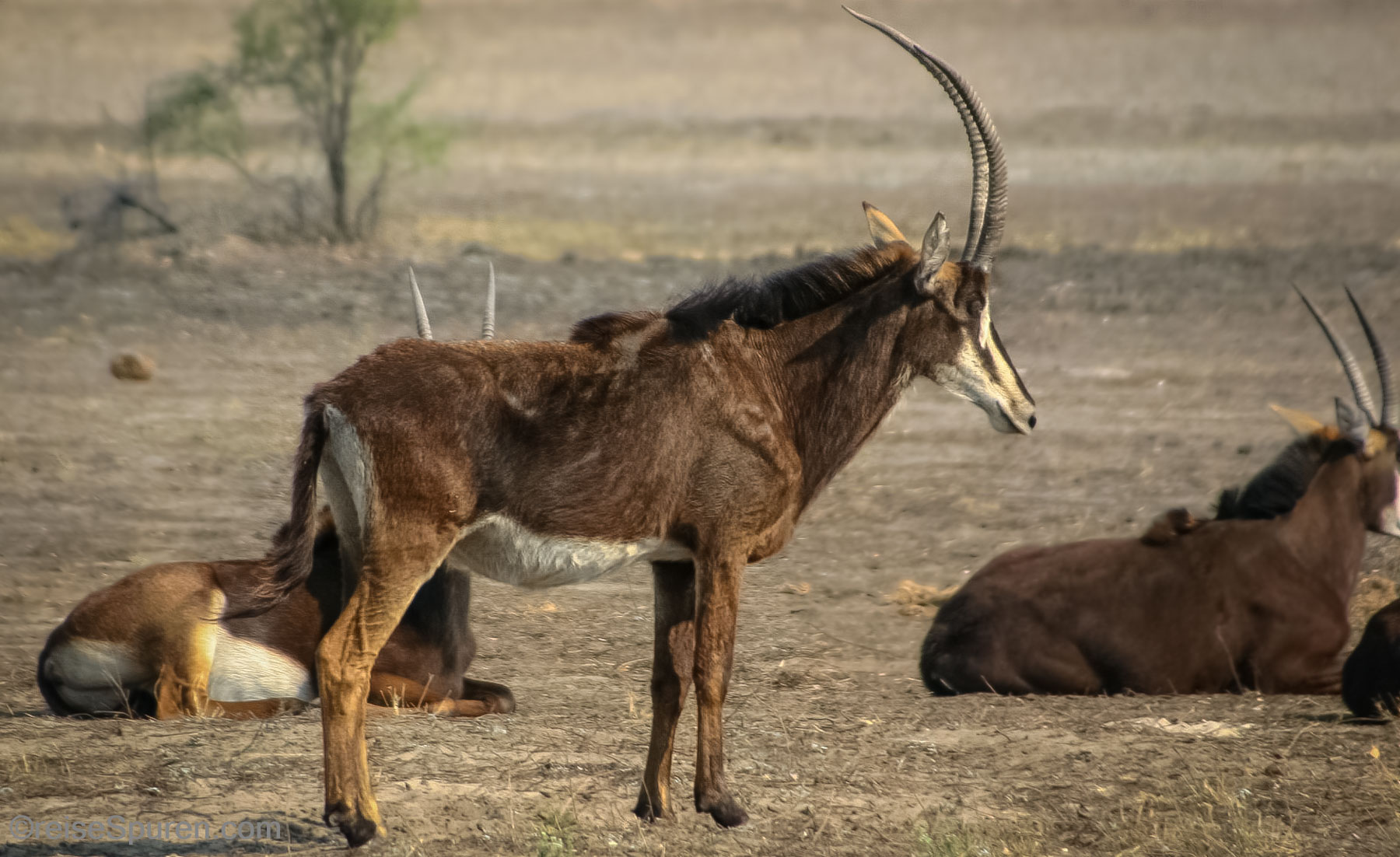 Rappenantilope