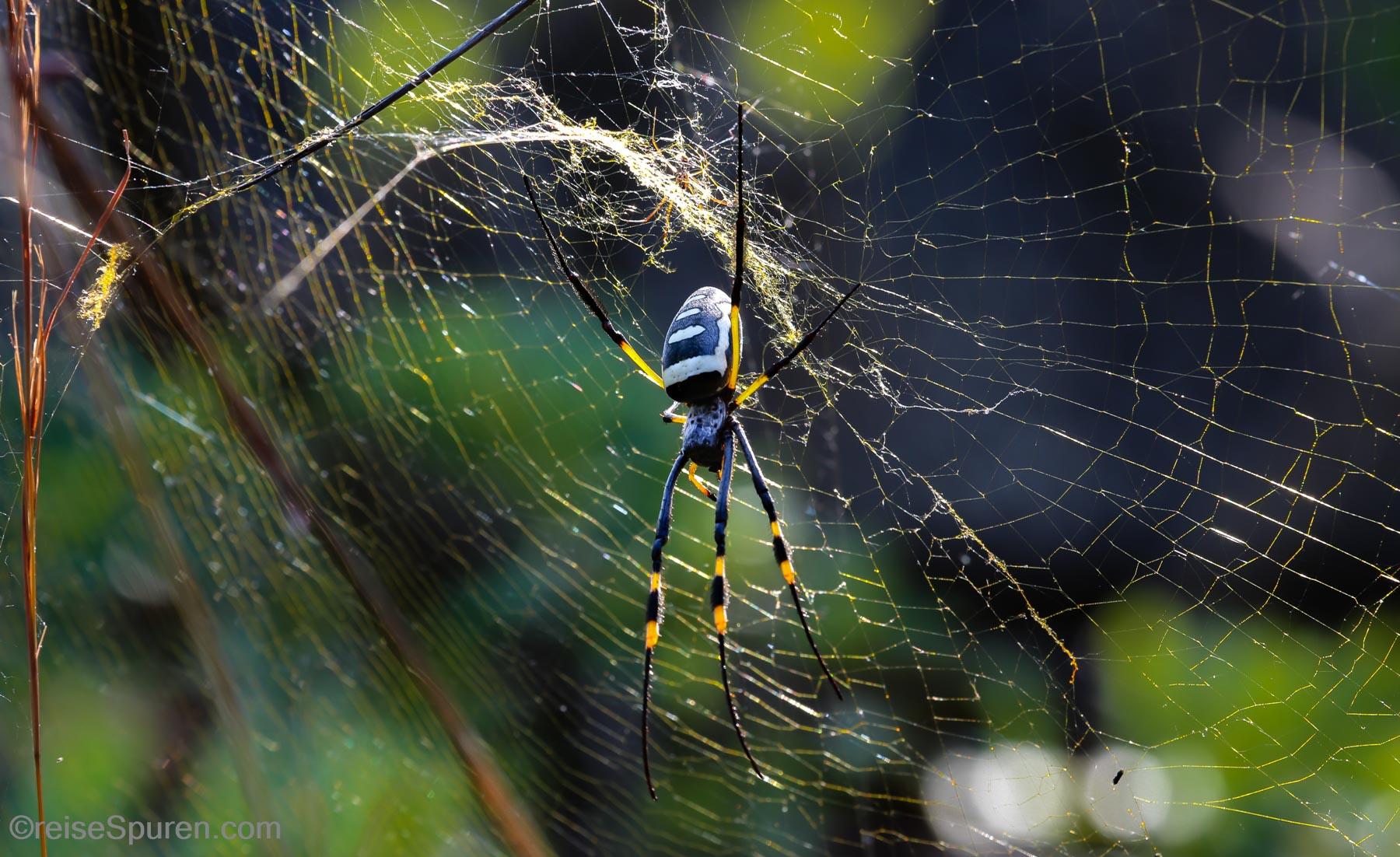 Seidenspinne