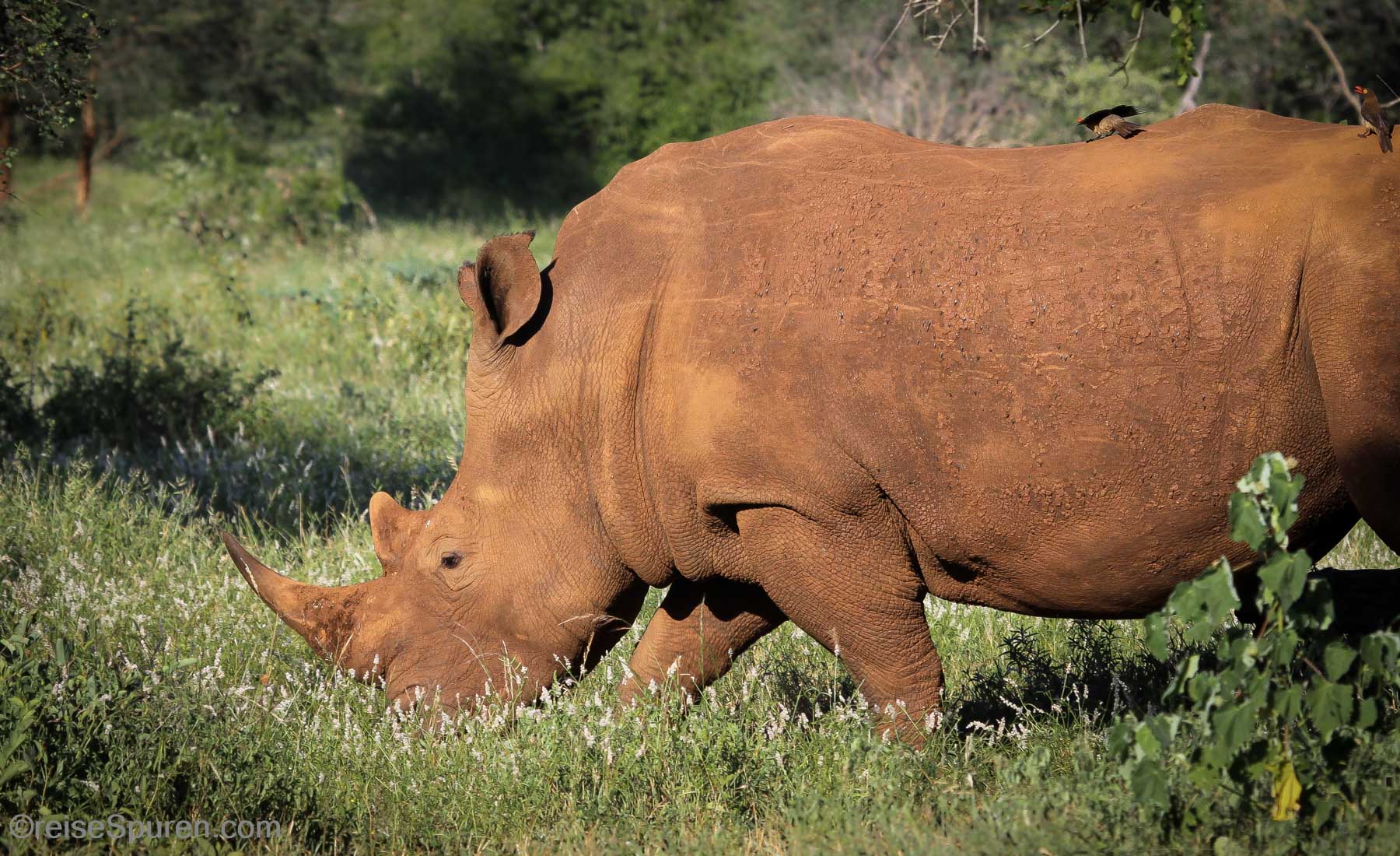 Breitmaulnashorn