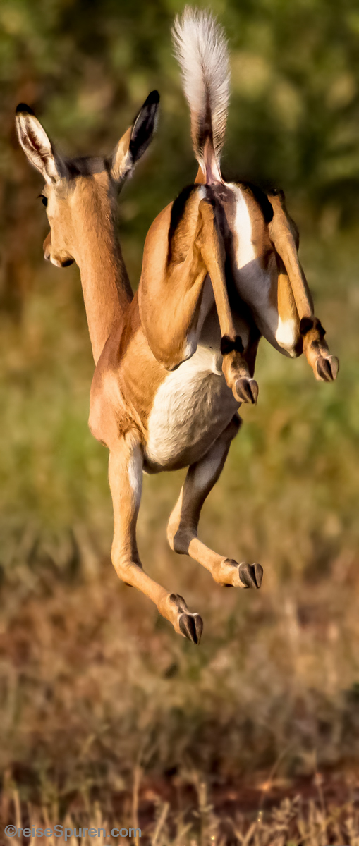 Impala