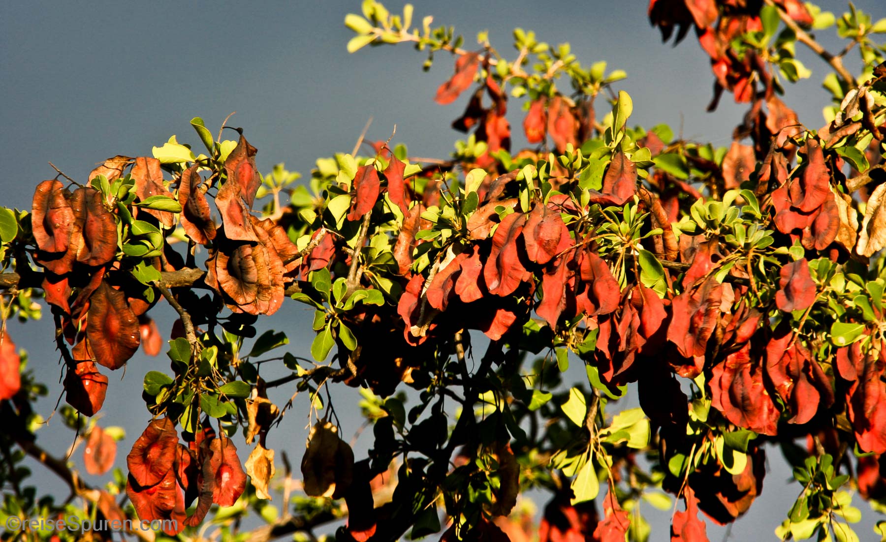 Red Bushwillow