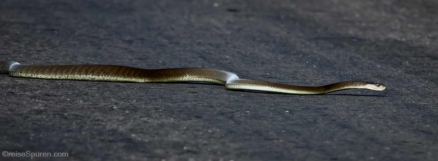 Schwarze Mamba